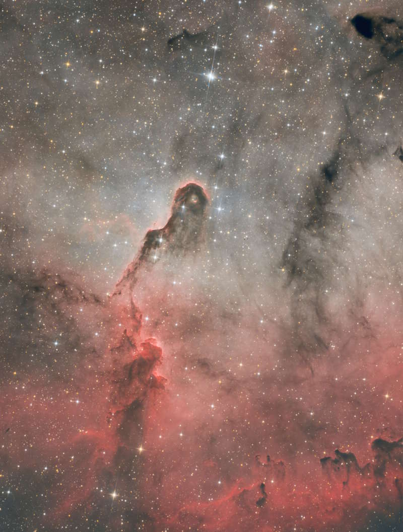 Elefantenrüsselnebel